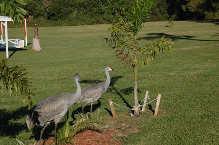 Sand Hill Cranes feeding at Subnshine RV Resort